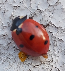 Coccinella septempunctata