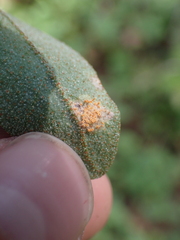 Puccinia caricis-shepherdiae