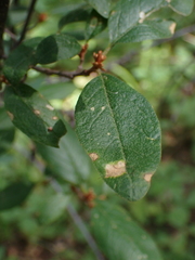 Puccinia caricis-shepherdiae
