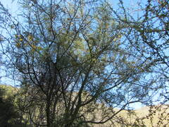 Sophora microphylla