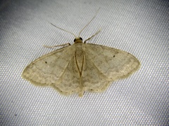 Idaea biselata