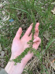 Cryptandra spinescens