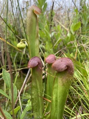 Sarracenia minor