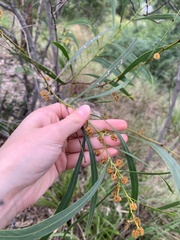 Acacia falcata