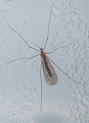 Trichoceridae