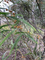 Acacia falcata