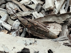 Monistria discrepans