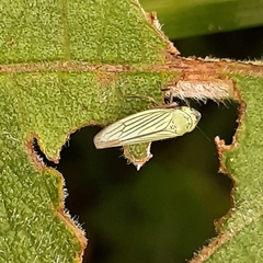 Chlorogonalia losoplanensis