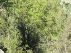 Sophora microphylla
