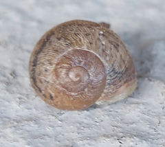 Cornu aspersum