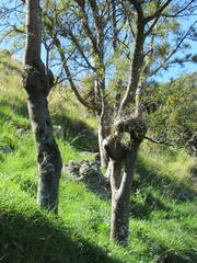 Sophora microphylla