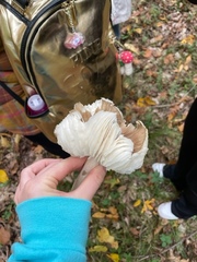 Megacollybia