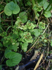 Chrysosplenium tetrandrum