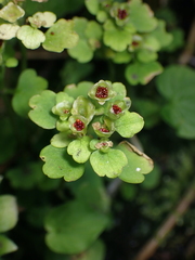 Chrysosplenium tetrandrum