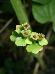 Chrysosplenium tetrandrum