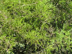 Sophora microphylla
