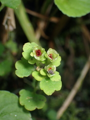 Chrysosplenium tetrandrum