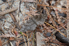 Hypagyrtis piniata