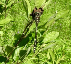 Cordulegaster obliqua