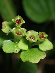 Chrysosplenium tetrandrum