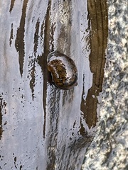 Ampullaceana balthica