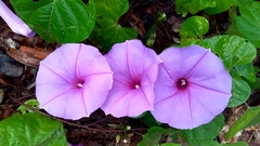Ipomoea pedicellaris
