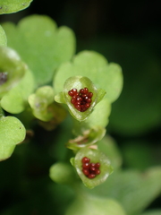 Chrysosplenium tetrandrum