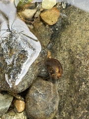 Ampullaceana balthica