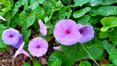 Ipomoea pedicellaris