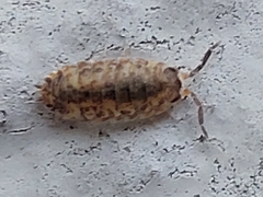 Porcellio scaber