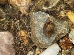 Ampullaceana balthica
