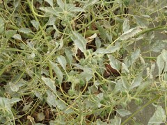 Chrozophora tinctoria