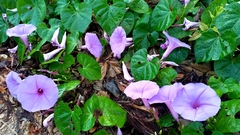 Ipomoea pedicellaris