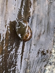 Ampullaceana balthica