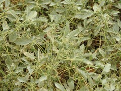 Chrozophora tinctoria