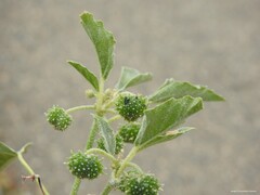 Chrozophora tinctoria