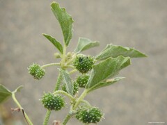 Chrozophora tinctoria