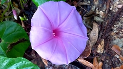 Ipomoea pedicellaris