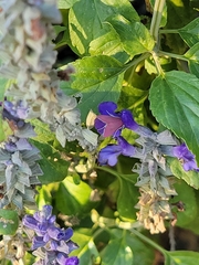 Pyrausta inornatalis