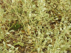 Chrozophora tinctoria