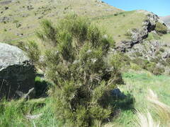 Carmichaelia australis