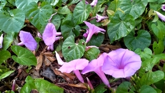 Ipomoea pedicellaris