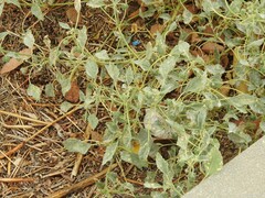 Chrozophora tinctoria