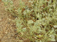 Chrozophora tinctoria