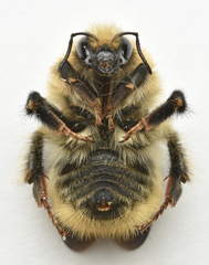 Bombus muscorum