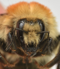 Bombus muscorum