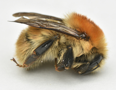 Bombus muscorum