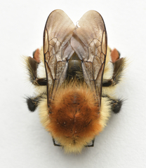 Bombus muscorum
