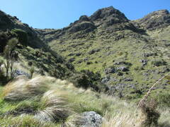 Carmichaelia australis