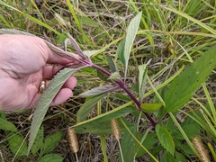 Verbena hastata